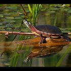 Sunbathing (2) ...