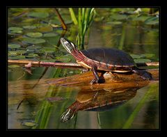 Sunbathing (2) ...