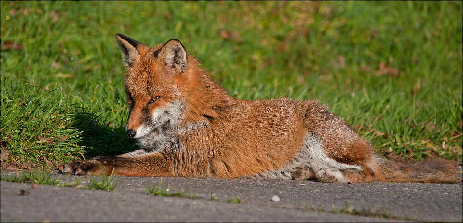 sunbathing