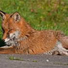 sunbathing