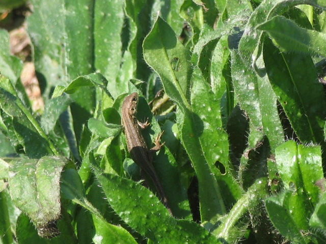 sunbathing