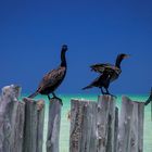 Sunbathing Caribbean Birds