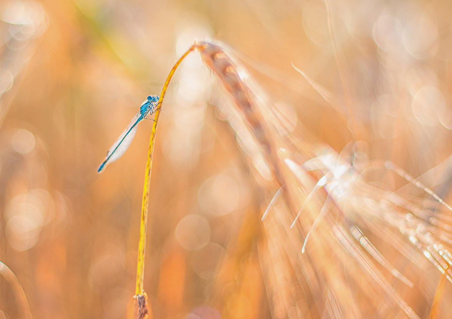 Sunbathing Damsel