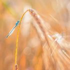 Sunbathing Damsel