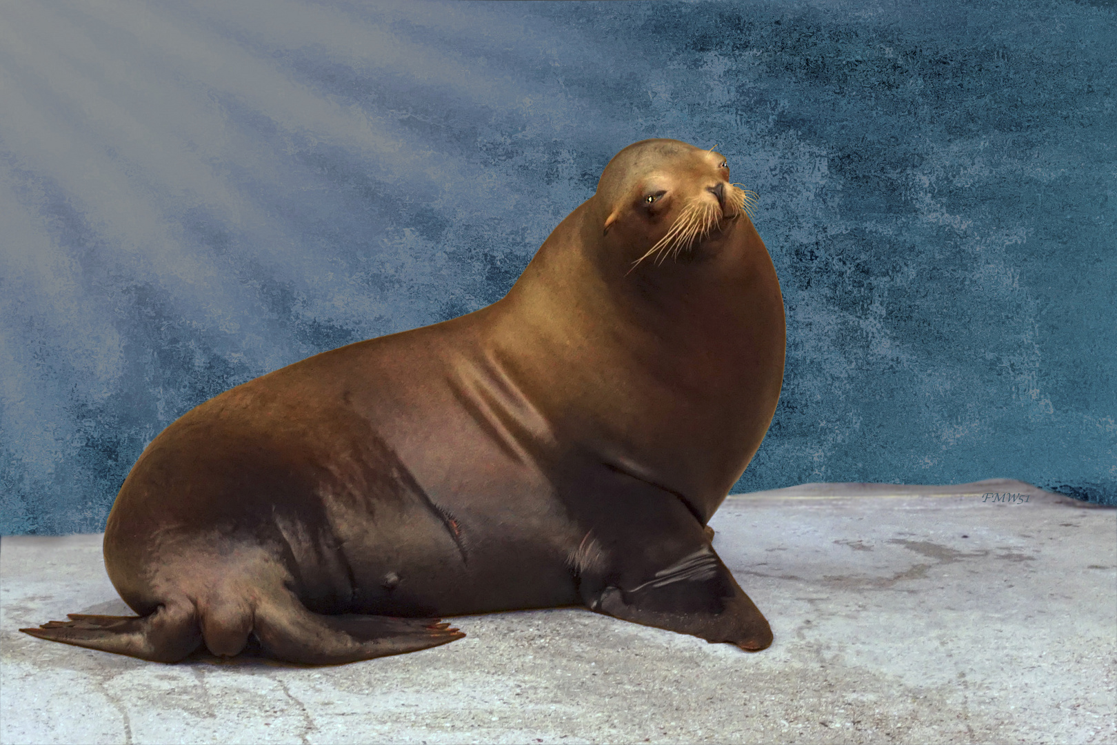 Sunbathing eared seal