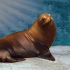 Sunbathing eared seal