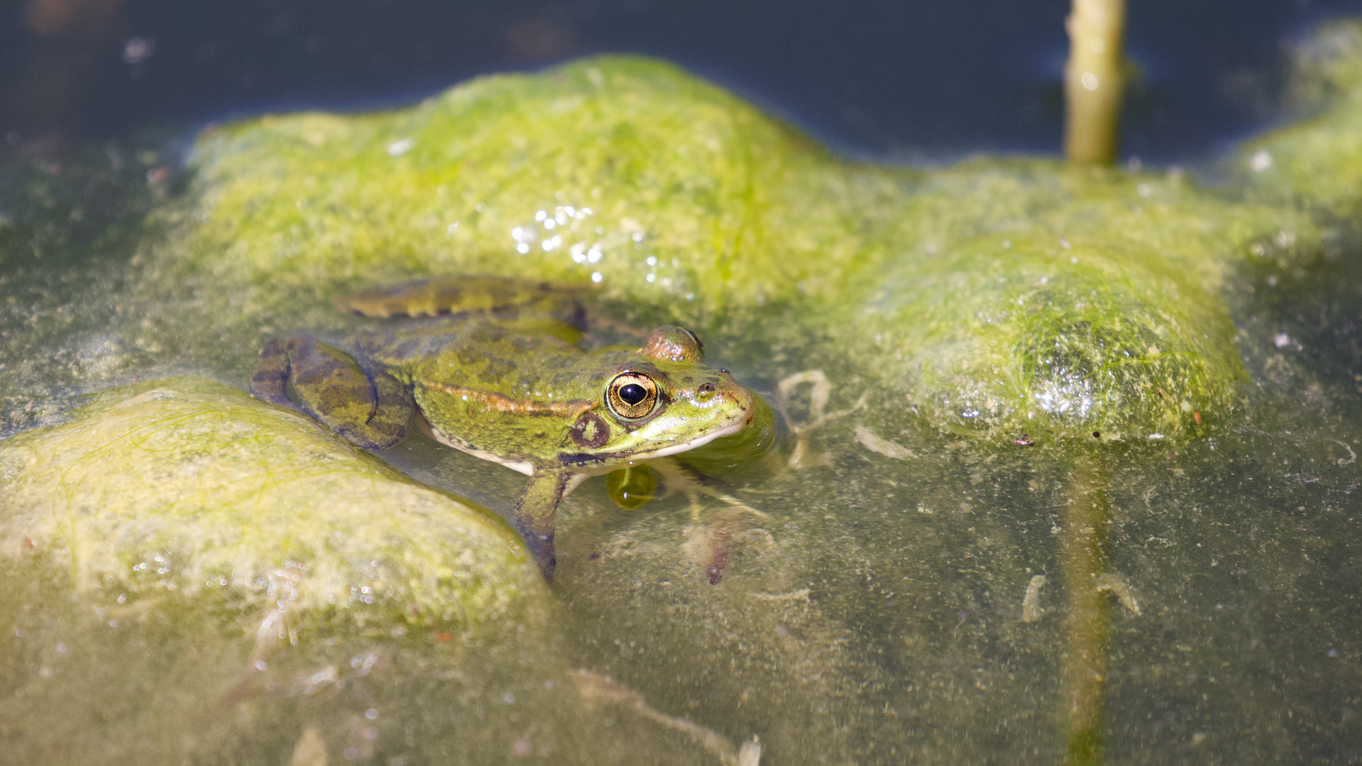 Sunbathing Frog