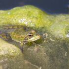 Sunbathing Frog