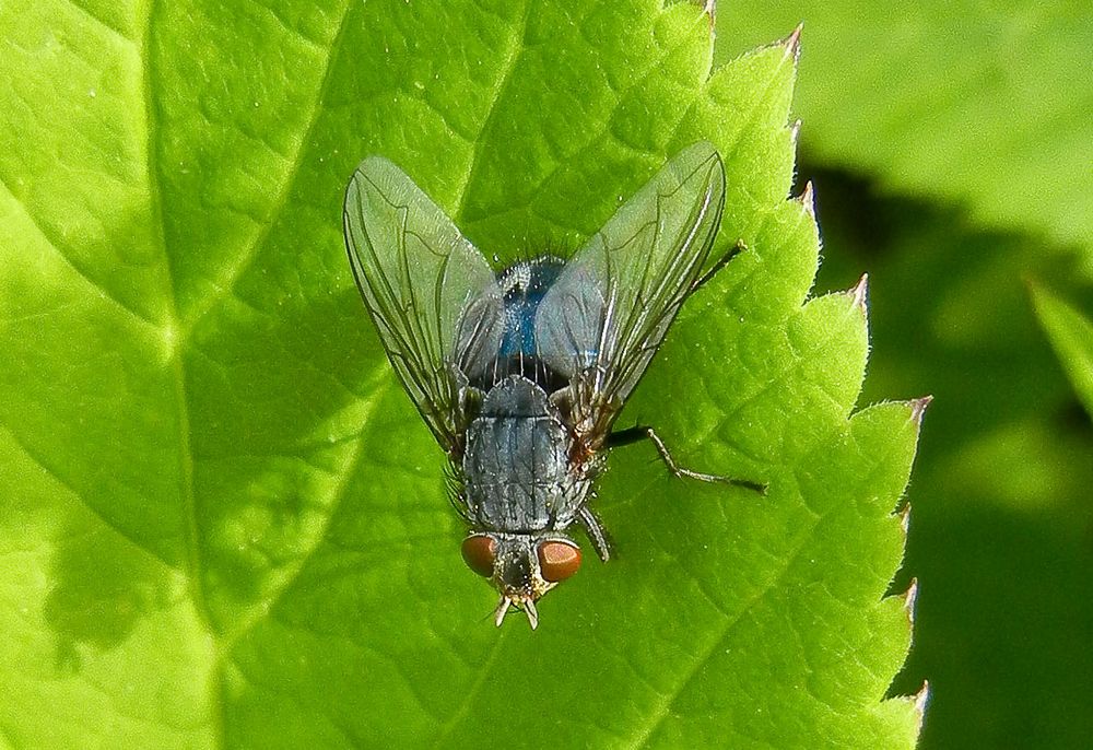 Sunbathing on a leaf