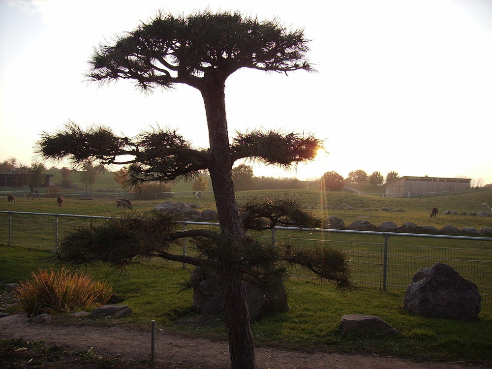 sunbeam tree