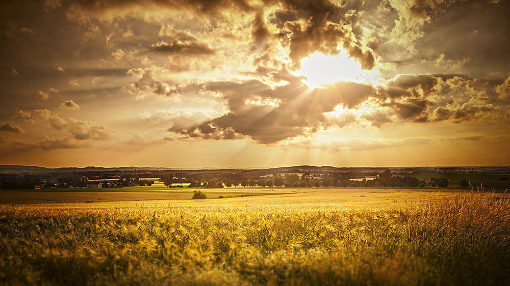 sunbeams