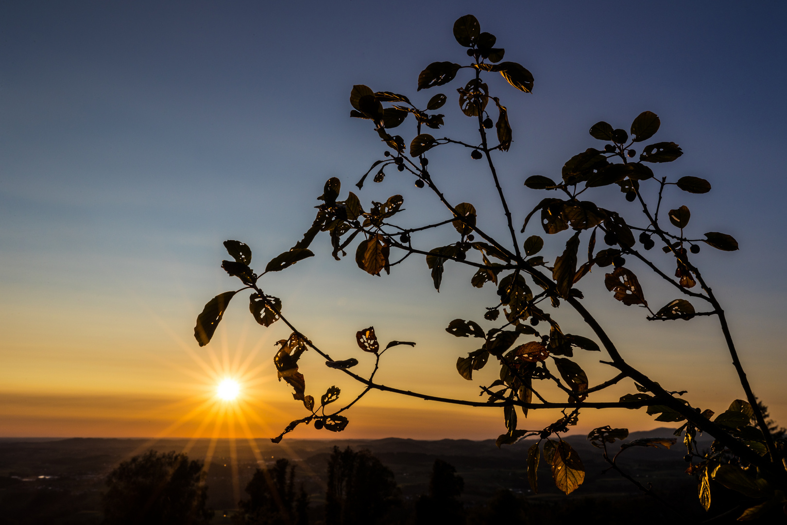 sunbeams break old leaves