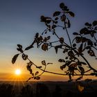 sunbeams break old leaves