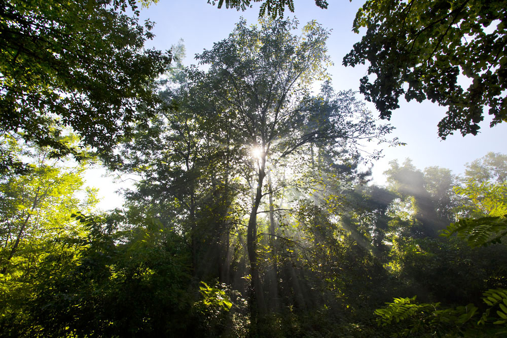 Sunbeams