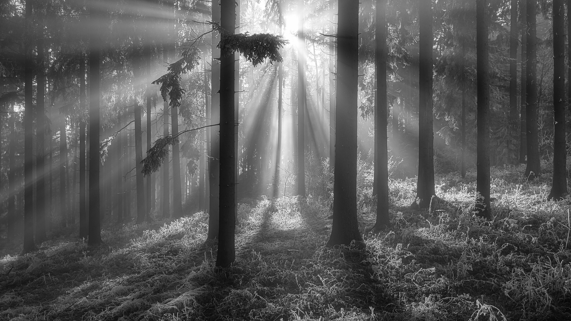 Sunbeams in the forest