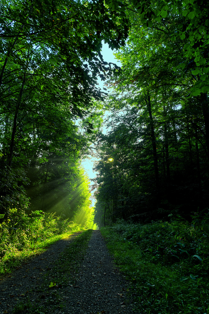 Sunbeams in the wood