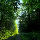 Sunbeams in the wood