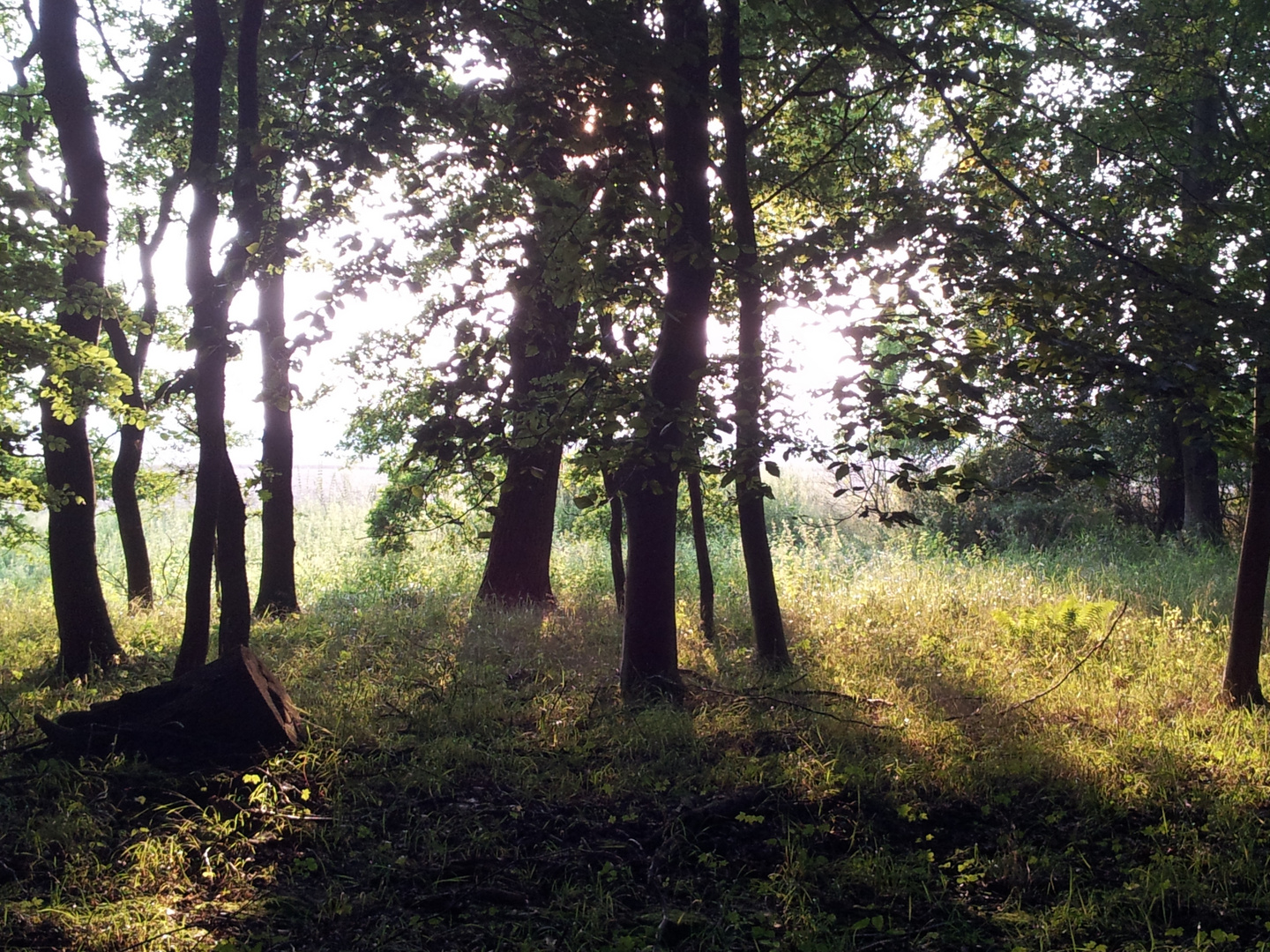 sunbeams into the wood