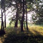 sunbeams into the wood