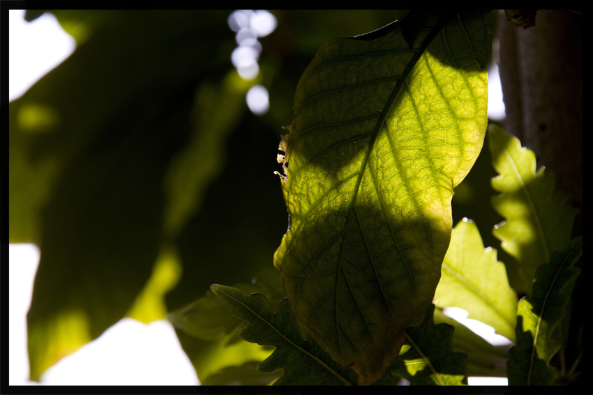 Sunbeams Shining Through Branches Of Trees