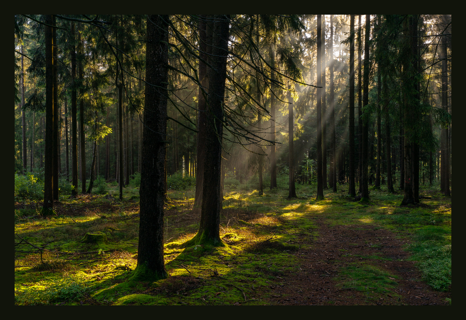 Sunbeams/ Sonnenstrahlen