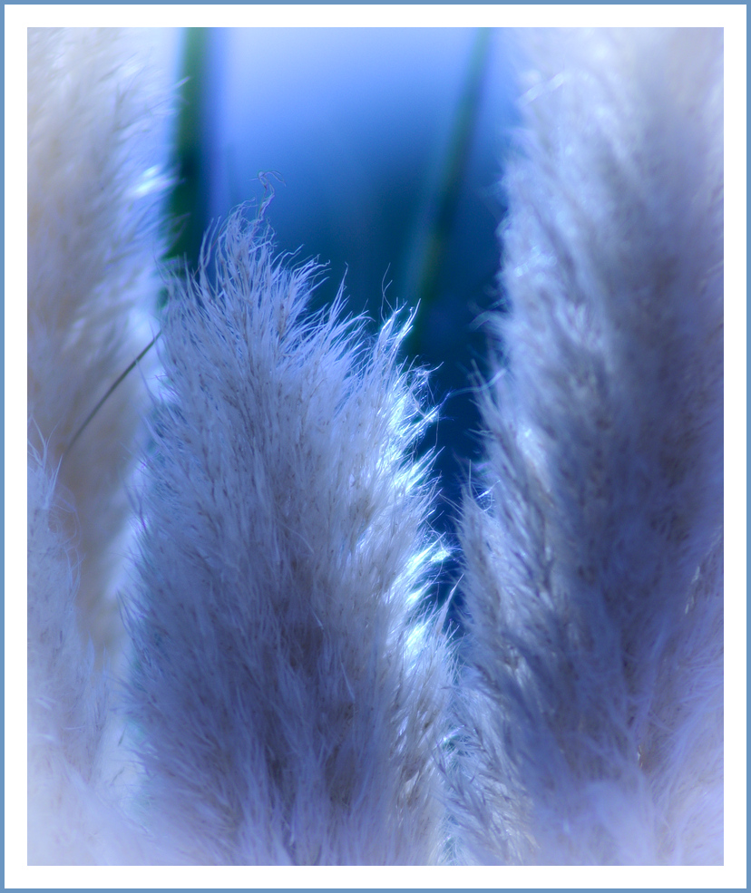 Sunbeams through Pampas Grass