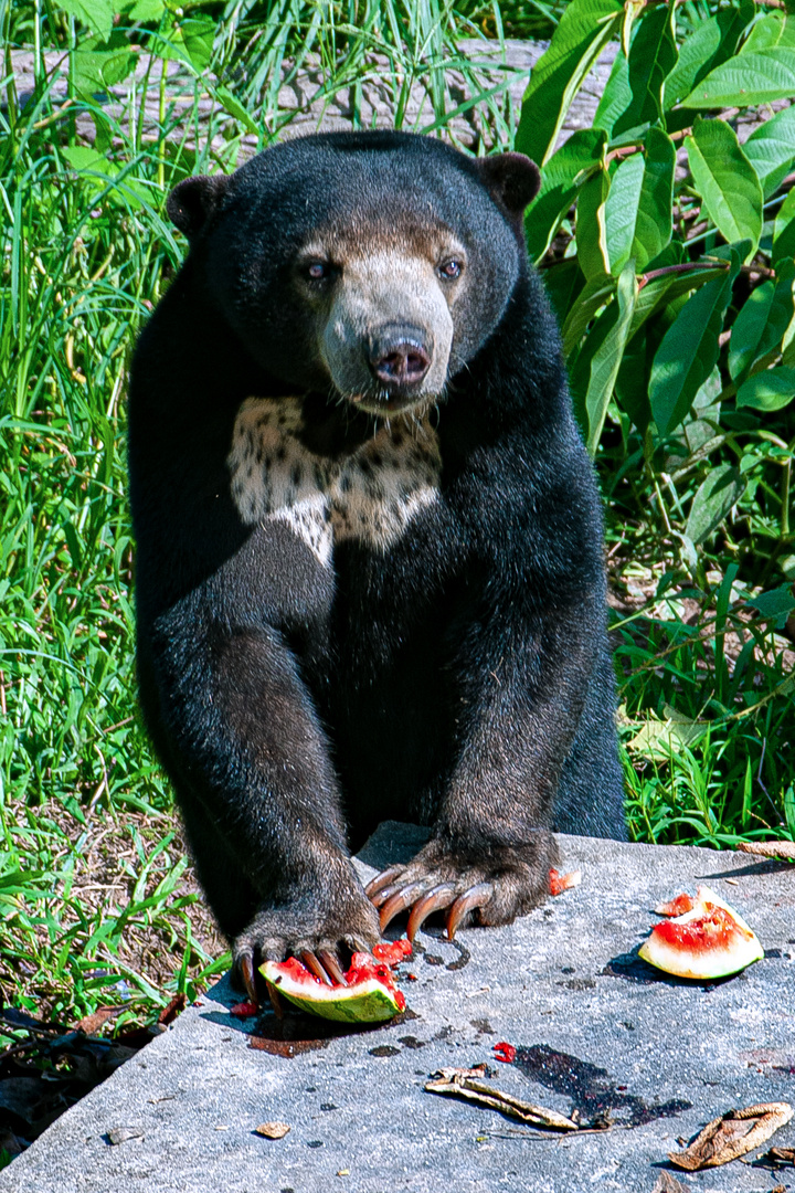 Sunbear encounter in Kalimantan