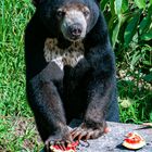 Sunbear encounter in Kalimantan