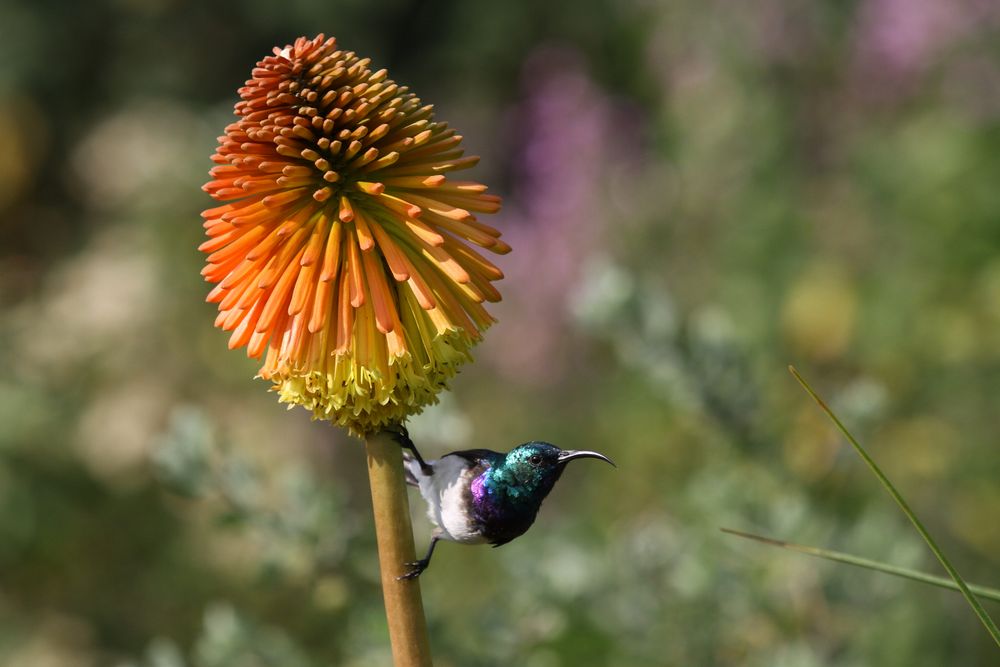 Sunbird