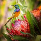 Sunbird