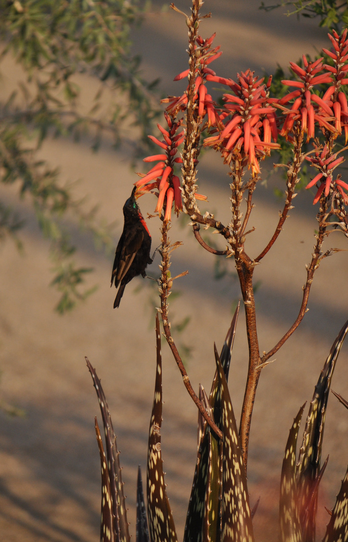 sunbird