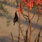 sunbird