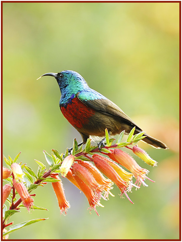 Sunbird 2