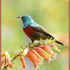 Sunbird 2