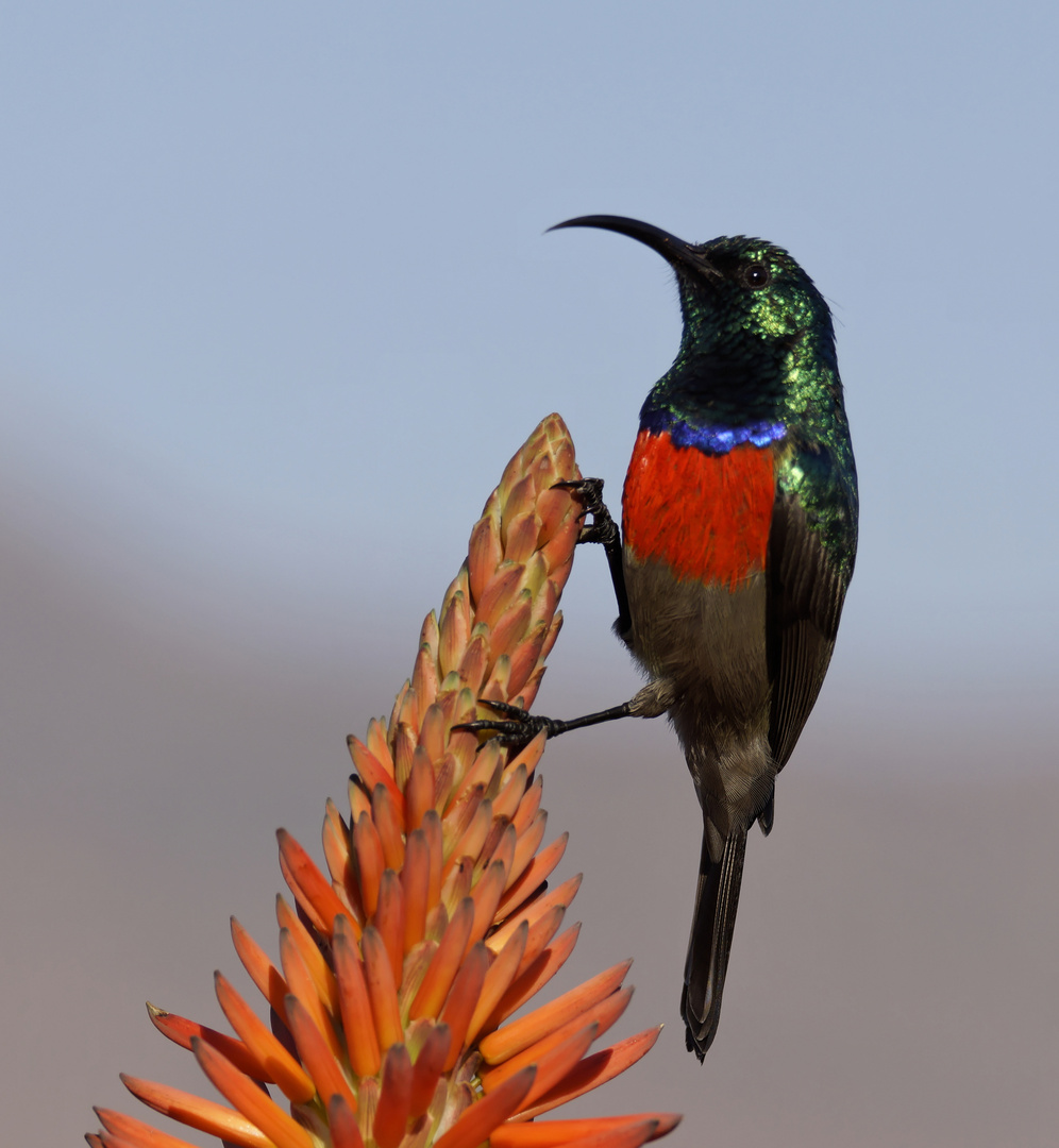 Sunbird 2