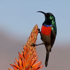 Sunbird 2