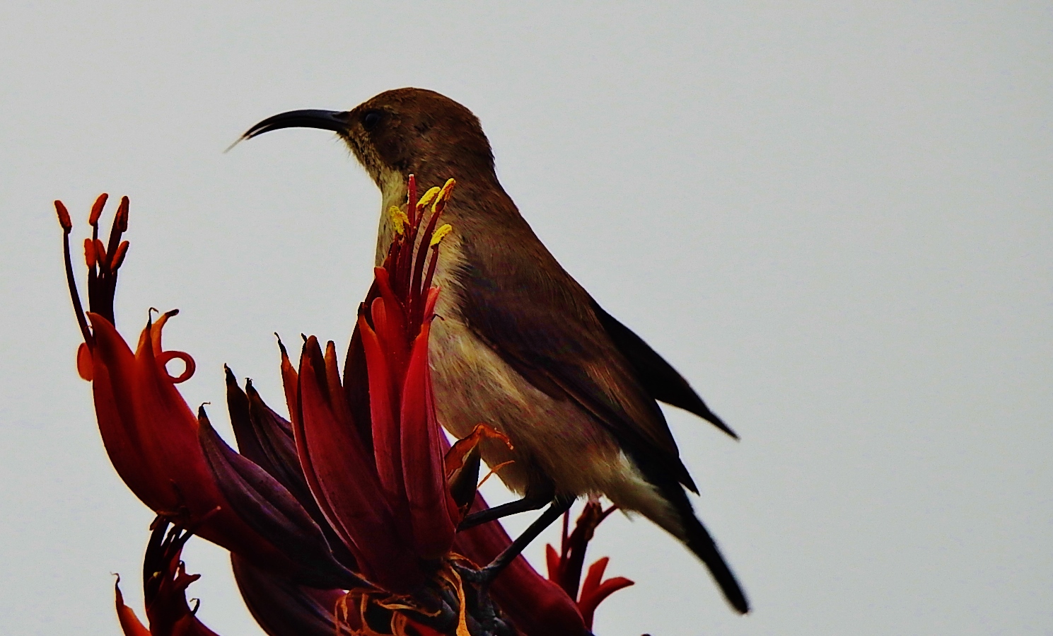 Sunbird (2)