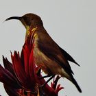 Sunbird (2)