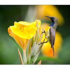 Sunbird