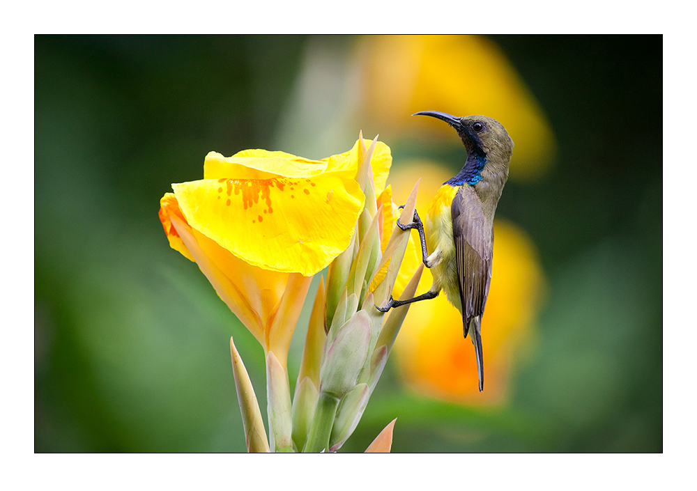 Sunbird