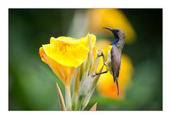 Sunbird