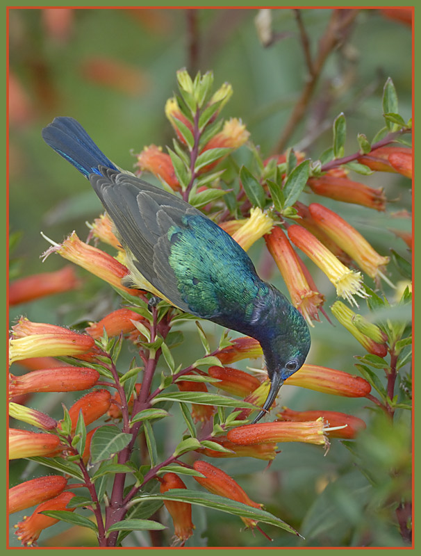 Sunbird 3