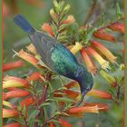 Sunbird 3