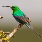 Sunbird