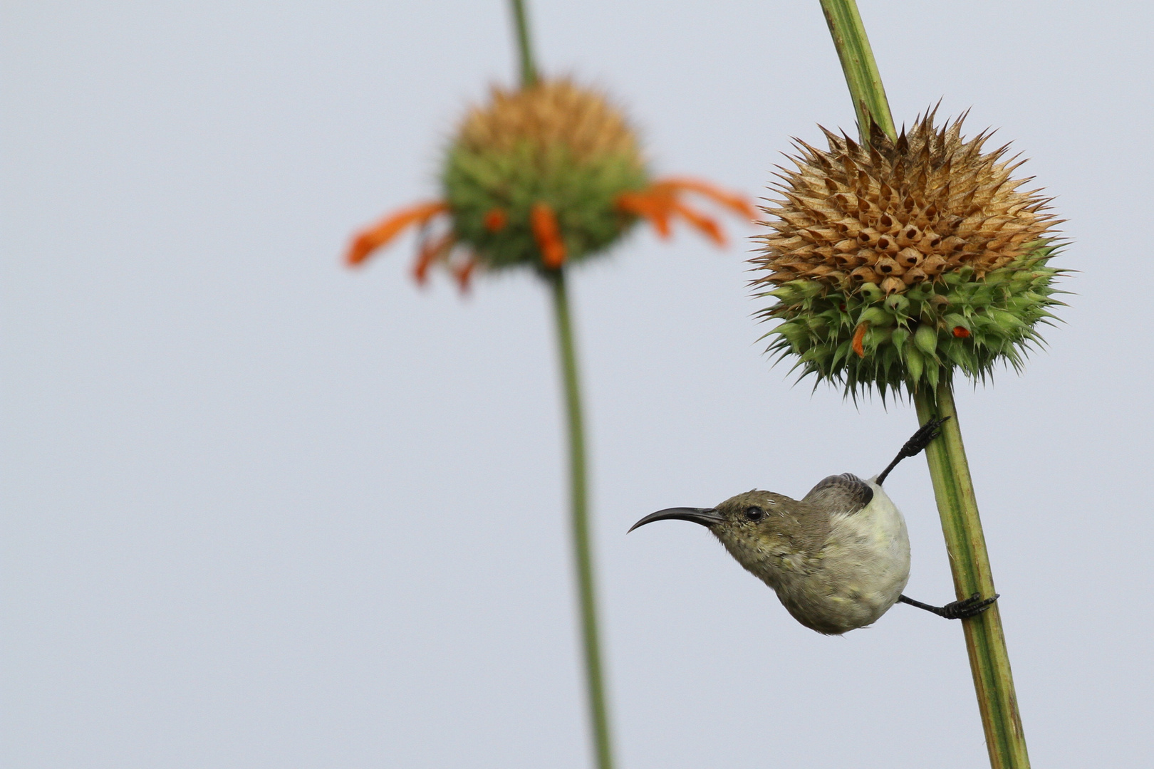 Sunbird