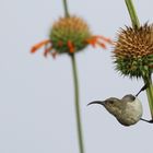 Sunbird