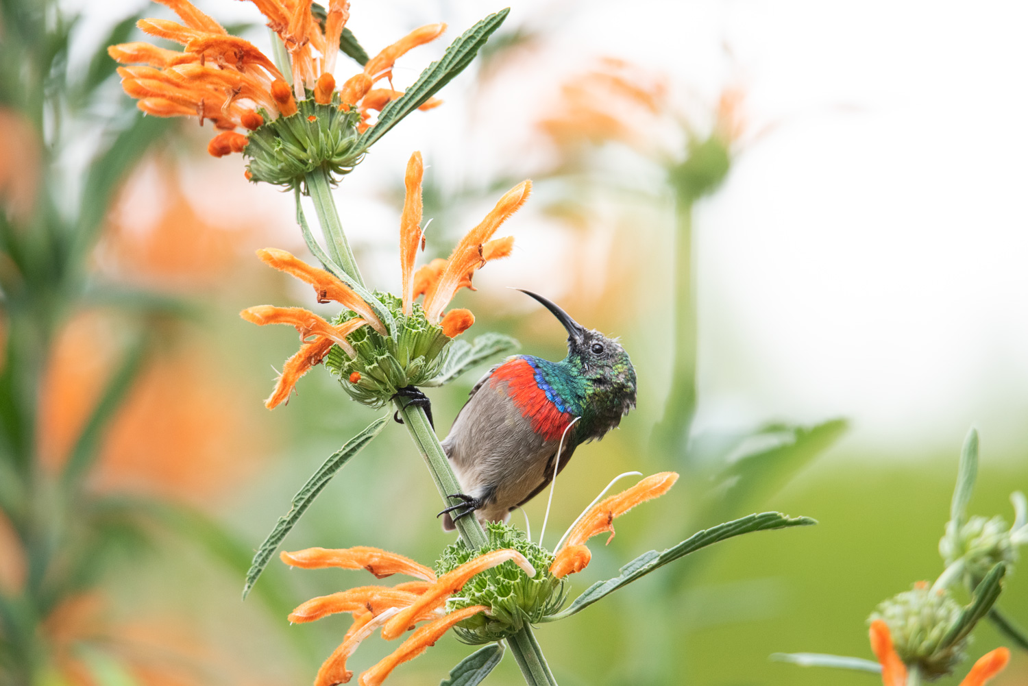 Sunbird