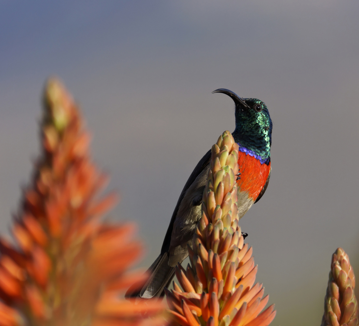 Sunbird