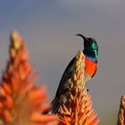 Sunbird