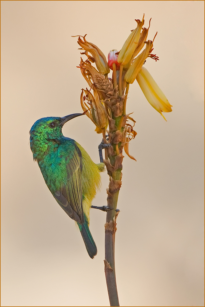 Sunbird